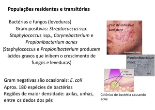 Colônias de bactéria causando
acne
Propionibacterium
acnes
MEV
Pele de indivíduo
com acne
Populações residentes e transitórias
Bactérias e fungos (leveduras)
Gram positivas: Streptococcus ssp.
Staphylococcus ssp., Corynebacterium e
Propionibacterium acnes
(Staphylococcus e Propionibacterium produzem
ácidos graxos que inibem o crescimento de
fungos e leveduras)
Gram negativas são ocasionais: E. coli
Aprox. 180 espécies de bactérias
Regiões de maior densidade: axilas, unhas,
entre os dedos dos pés
 