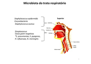Microbiota do trato respiratório
Superior
Staphylococcus epidermidis
Corynebacteria
Staphylococcusaureus
Streptococcus
Cocos gram-negativos
*S. pneumoniae, S. pyogenes,
H. influenzae, N. meningitis
1
 