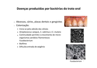 Doenças produzidas por bactérias do trato oral
Placa dentária
Abcessos, cáries, placas dentais e gengivites
Colonização:
Inicia-se pela adesão das células
Streptococcus sanguis, S. sobrinus e S. mutans
Continuidade permite o crescimento de micro-
organismos aeróbios filamentosos
Fusobacterium
Biofilme
Dificulta entrada de oxigênio
Fusobacterium 1
 