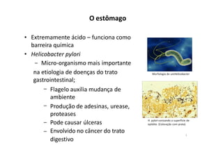 O estômago
•
•
Extremamente ácido – funciona como
barreira química
Helicobacter pylori
Micro-organismo mais importante
na etiologia de doenças do trato
gastrointestinal;
Flagelo auxilia mudança de
ambiente
Produção de adesinas, urease,
proteases
Pode causar úlceras
Envolvido no câncer do trato
digestivo
Morfologia de umHelicobacter
H. pylori conizando a superfície de
epitélio. (Coloração com prata)
1
 