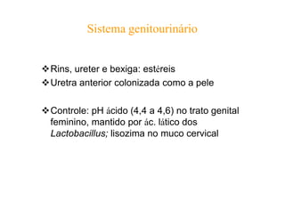 Sistema genitourinário
❖Rins, ureter e bexiga: estéreis
❖Uretra anterior colonizada como a pele
❖Controle: pH ácido (4,4 a 4,6) no trato genital
feminino, mantido por ác. lático dos
Lactobacillus; lisozima no muco cervical
 
