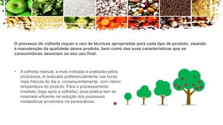 O processo de colheita requer o uso de técnicas apropriadas para cada tipo de produto, visando
à manutenção da qualidade desse produto, bem como das suas características que os
consumidores associam ao seu uso final.
• A colheita manual, a mais indicada e praticada pelos
produtores, é realizada preferencialmente nas horas
mais frescas do dia e, consequentemente, com menor
temperatura do produto. Para o processamento
imediato (logo após a colheita), essa prática tem se
mostrado eficiente na redução dos processos
metabólicos envolvidos na senescência.
 