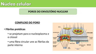 POROS DO ENVOLTÓRIO NUCLEAR
• Fibrilas protéicas
• se projetam para o nucleoplasma e
o citosol
• uma fibra circular une as fibrilas da
parte interna
COMPLEXO DO PORO
 