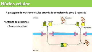 • Entrada de proteínas
• Transporte ativo
A passagem de macromoléculas através do complexo do poro é regulada
Proteína
Importina
 