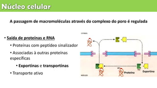 • Saída de proteínas e RNA
• Proteínas com peptídeo sinalizador
• Associadas à outras proteínas
específicas
• Exportinas e transportinas
• Transporte ativo
A passagem de macromoléculas através do complexo do poro é regulada
Proteína Exportina
 
