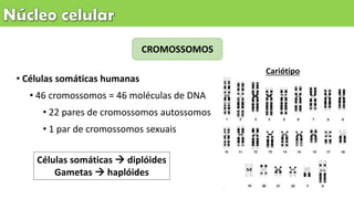 CROMOSSOMOS
• Células somáticas humanas
• 46 cromossomos = 46 moléculas de DNA
• 22 pares de cromossomos autossomos
• 1 par de cromossomos sexuais
Células somáticas  diplóides
Gametas  haplóides
Cariótipo
 