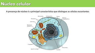 A presença do núcleo é a principal característica que distingue as células eucariontes
 