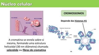 CROMOSSOMOS
A cromatina se enrola sobre si
mesma, formando uma estrutura
helicoidal (30 nm diâmetro) chamada
solenóide ou fibras de cromatina
Depende das histonas H1
 