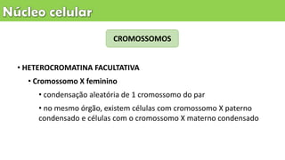 CROMOSSOMOS
• HETEROCROMATINA FACULTATIVA
• Cromossomo X feminino
• condensação aleatória de 1 cromossomo do par
• no mesmo órgão, existem células com cromossomo X paterno
condensado e células com o cromossomo X materno condensado
 