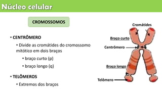 CROMOSSOMOS
• CENTRÔMERO
• Divide as cromátides do cromossomo
mitótico em dois braços
• braço curto (p)
• braço longo (q)
• TELÔMEROS
• Extremos dos braços
Cromátides
Centrômero
Telômero
Braço longo
Braço curto
 