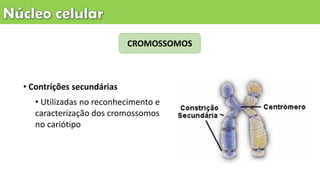 CROMOSSOMOS
• Contrições secundárias
• Utilizadas no reconhecimento e
caracterização dos cromossomos
no cariótipo
 