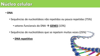 • DNA
• Sequências de nucleotídeos não repetidas ou pouco repetidas (75%)
• setores funcionais do DNA  GENES (13%)
• Sequências de nucleotídeos que se repetem muitas vezes (25%)
• DNA repetitivo
 
