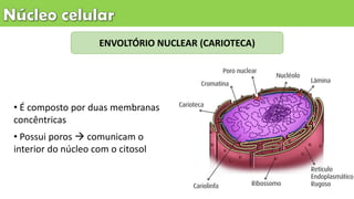 ENVOLTÓRIO NUCLEAR (CARIOTECA)
• É composto por duas membranas
concêntricas
• Possui poros  comunicam o
interior do núcleo com o citosol
 