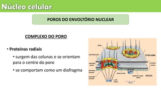 POROS DO ENVOLTÓRIO NUCLEAR
• Proteínas radiais
• surgem das colunas e se orientam
para o centro do poro
• se comportam como um diafragma
COMPLEXO DO PORO
 