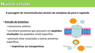 • Entrada de proteínas
• mecanismo seletivo
• só entram proteínas que possuem um peptídeo
sinalizador (ou peptídeo-sinal) específico
• precisam estar associadas a outras proteínas
específicas
• importinas ou transportinas
A passagem de macromoléculas através do complexo do poro é regulada
 