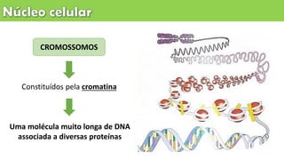 Constituídos pela cromatina
CROMOSSOMOS
Uma molécula muito longa de DNA
associada a diversas proteínas
 