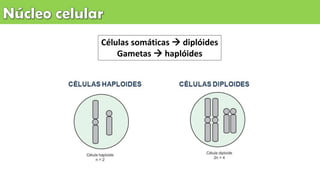 Células somáticas  diplóides
Gametas  haplóides
 