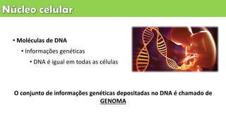 • Moléculas de DNA
• Informações genéticas
• DNA é igual em todas as células
O conjunto de informações genéticas depositadas no DNA é chamado de
GENOMA
 