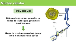 CROMOSSOMOS
DNA precisa se enrolar para caber no
núcleo da célula e para garantir seu
funcionamento
O grau de enrolamento varia de acordo
com o momento do ciclo celular
 