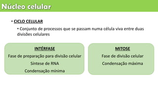• CICLO CELULAR
• Conjunto de processos que se passam numa célula viva entre duas
divisões celulares
INTÉRFASE
Fase de preparação para divisão celular
Síntese de RNA
Condensação mínima
MITOSE
Fase de divisão celular
Condensação máxima
 