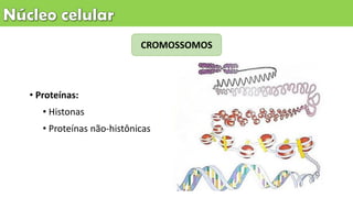 CROMOSSOMOS
• Proteínas:
• Histonas
• Proteínas não-histônicas
 