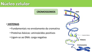 • HISTONAS
• Fundamentais no enrolamento da cromatina
• Proteínas básicas: aminoácidos positivos
• Ligam-se ao DNA: carga negativa
CROMOSSOMOS
Cromossomo
Histona
DNA
 