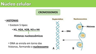 • HISTONAS
• Existem 5 tipos:
• H1, H2A, H2B, H3 e H4
• DNA se enrola em torno das
histonas, formando o nucleossomo
CROMOSSOMOS
Histonas nucleossômicas
 