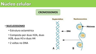 • NUCLEOSSOMO
• Estrutura octamérica
• Composta por duas H2A, duas
H2B, duas H3 e duas H4
• 2 voltas no DNA
CROMOSSOMOS
 