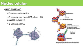 • NUCLEOSSOMO
• Estrutura octamérica
• Composta por duas H2A, duas H2B,
duas H3 e duas H4
• 2 voltas no DNA
 