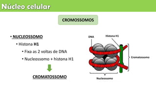 • NUCLEOSSOMO
• Histona H1
• Fixa as 2 voltas de DNA
• Nucleossomo + histona H1
CROMOSSOMOS
CROMATOSSOMO
DNA Histona H1
Nucleossomo
Cromatossomo
 