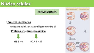 • Proteínas acessórias
• Ajudam as histonas a se ligarem entre si
• Proteína N1 e Nucleoplasmina
CROMOSSOMOS
H2A à H2BH3 à H4
 