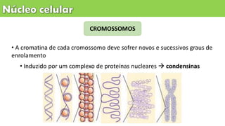• A cromatina de cada cromossomo deve sofrer novos e sucessivos graus de
enrolamento
• Induzido por um complexo de proteínas nucleares  condensinas
CROMOSSOMOS
 