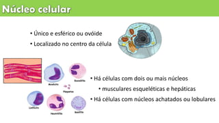 • Único e esférico ou ovóide
• Localizado no centro da célula
• Há células com dois ou mais núcleos
• musculares esqueléticas e hepáticas
• Há células com núcleos achatados ou lobulares
 