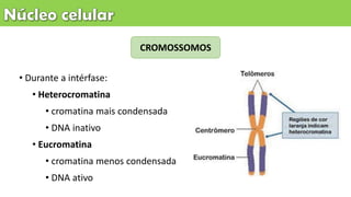 CROMOSSOMOS
• Durante a intérfase:
• Heterocromatina
• cromatina mais condensada
• DNA inativo
• Eucromatina
• cromatina menos condensada
• DNA ativo
 