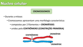 CROMOSSOMOS
• Durante a mitose:
• Cromossomos apresentam uma morfologia característica:
• compostos por 2 filamentos = CROMÁTIDES
• unidos pelo CENTRÔMERO (CONSTRIÇÃO PRIMÁRIA)
CENTRÔMERO
CROMÁTIDE
CROMÁTIDE
 