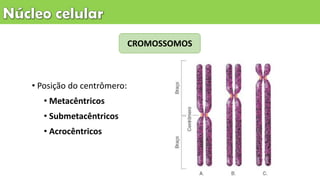CROMOSSOMOS
• Posição do centrômero:
• Metacêntricos
• Submetacêntricos
• Acrocêntricos
 