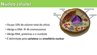 • Ocupa 10% do volume total da célula
• Abriga o DNA  46 cromossomos
• Abriga RNA, proteínas e o nucléolo
• É delimitado pela carioteca ou envoltório nuclear
 