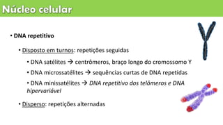• DNA repetitivo
• Disposto em turnos: repetições seguidas
• DNA satélites  centrômeros, braço longo do cromossomo Y
• DNA microssatélites  sequências curtas de DNA repetidas
• DNA minissatélites  DNA repetitivo dos telômeros e DNA
hipervariável
• Disperso: repetições alternadas
 