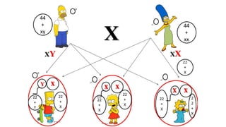 Aula 5   núcleo celular