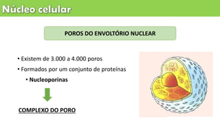 POROS DO ENVOLTÓRIO NUCLEAR
• Existem de 3.000 a 4.000 poros
• Formados por um conjunto de proteínas
• Nucleoporinas
COMPLEXO DO PORO
 