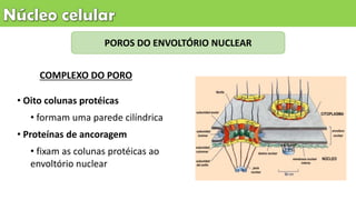 POROS DO ENVOLTÓRIO NUCLEAR
• Oito colunas protéicas
• formam uma parede cilíndrica
• Proteínas de ancoragem
• fixam as colunas protéicas ao
envoltório nuclear
COMPLEXO DO PORO
 