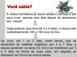 Você sabia? A mosca doméstica já nasce adulta e começa a pôr seus ovos  apenas dois dias depois de abandonar seu “casulo” Cada postura (que leva de 3 a 4 dias), a mosca põe cuidadosamente 100 a 150 ovos no lixo. Os ovos, em 1 ou 2 dias, viram larvas, que se alimentam de  matéria orgânica , por 4 a 7 dias, e depois penetram na terra (12 cm) e se imobilizam por 3 a 4 dias na forma de pupa para, em seguida se libertarem em forma de mosca adulta. 