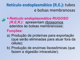 Retículo endoplasmático (R.E.): tubos
              e bolsas membranosas
 Retículo endoplasmático RUGOSO
  (R.E.R.): apresentam ribossomos
  aderidos às bolsas membranosas;
Funções:
a) Produção de proteínas para exportação
   (que serão eliminadas para atuar fora da
   célula);
b) Produção de enzimas lisossômicas (que
   fazem a digestão intracelular).
 