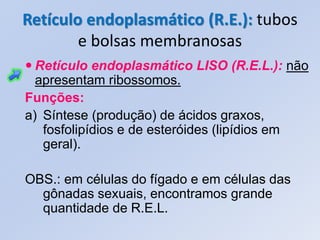 Retículo endoplasmático (R.E.): tubos
        e bolsas membranosas
 Retículo endoplasmático LISO (R.E.L.): não
  apresentam ribossomos.
Funções:
a) Síntese (produção) de ácidos graxos,
   fosfolipídios e de esteróides (lipídios em
   geral).

OBS.: em células do fígado e em células das
  gônadas sexuais, encontramos grande
  quantidade de R.E.L.
 