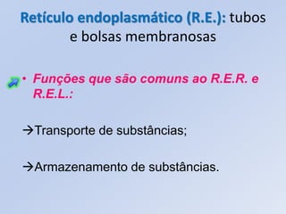 Retículo endoplasmático (R.E.): tubos
        e bolsas membranosas

• Funções que são comuns ao R.E.R. e
  R.E.L.:

Transporte de substâncias;

Armazenamento de substâncias.
 