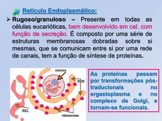 Retículo Endoplasmático:
 Rugoso/granuloso – Presente em todas as
  células eucarióticas, bem desenvolvido em cel. com
  função de secreção. É composto por uma série de
  estruturas membranosas dobradas sobre si
  mesmas, que se comunicam entre si por uma rede
  de canais, tem a função de síntese de proteínas.

                             As proteínas    passam
                             por transformações pós-
                             traducionais          no
                             ergastoplasma    e    no
                             complexo de Golgi, e
                             tornam-se funcionais.
 