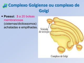 Complexo Golgiense ou complexo de
                   Golgi
 Possui: 3 a 20 bolsas
  membranosas
  (cisternas/dictiossomos)
  achatadas e empilhadas.
 