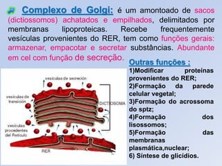Complexo de Golgi: é um amontoado de sacos
(dictiossomos) achatados e empilhados, delimitados por
membranas      lipoproteicas. Recebe     frequentemente
vesículas provenientes do RER, tem como funções gerais:
armazenar, empacotar e secretar substâncias. Abundante
em cel com função de secreção.
                                 Outras funções :
                                1)Modificar        proteínas
                                provenientes do RER;
                                2)Formação da parede
                                celular vegetal;
                                3)Formação do acrossoma
                                do sptz;
                                4)Formação               dos
                                lisossomos;
                                5)Formação               das
                                membranas
                                plasmática,nuclear;
                                6) Síntese de glicídios.
 