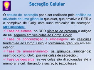Secreção Celular

O estudo de secreção pode ser realizado pela análise da
atividade de uma glândula qualquer, que envolve o RER e
o complexo de Golgi com suas vesículas de secreção.
MECANISMO:
 Fase de síntese: no RER síntese de proteína e adição
de aa, seguem em vesículas ao Comp. Golgi;
 Fase de concentração e embalagem: as vesículas
fundem-se ao Comp. Golgi e formam-se grânulos em seu
interior;
 Fase de armazenamento: os grânulos (zimógenos)
saem do comp. Golgi por vesículas de secreção.;
 Fase de descarga: as vesículas são direcionadas até a
membrana cel. liberando a secreção (exocitose).
 