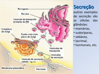 Secreção
outros exemplos
de secreção são
as células das
glândulas:
• mamárias,
• sudoríparas,
• sebácea,
• lacrimal,
• hormonais, etc.
 